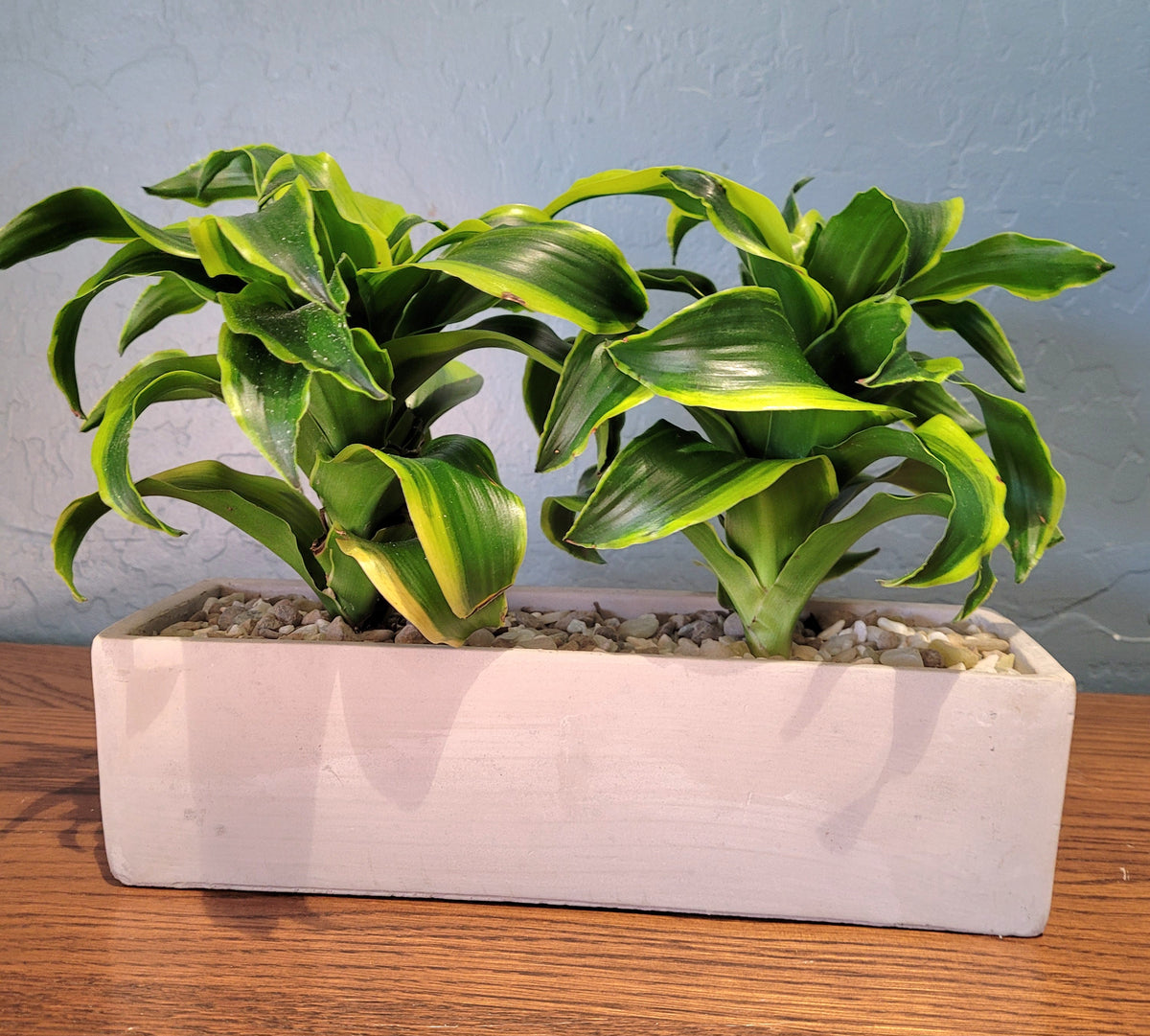 1 ドラセナ・トルネード Dracaena fragrans 'Tornado 20240102_092915_1200x1200.jpg?