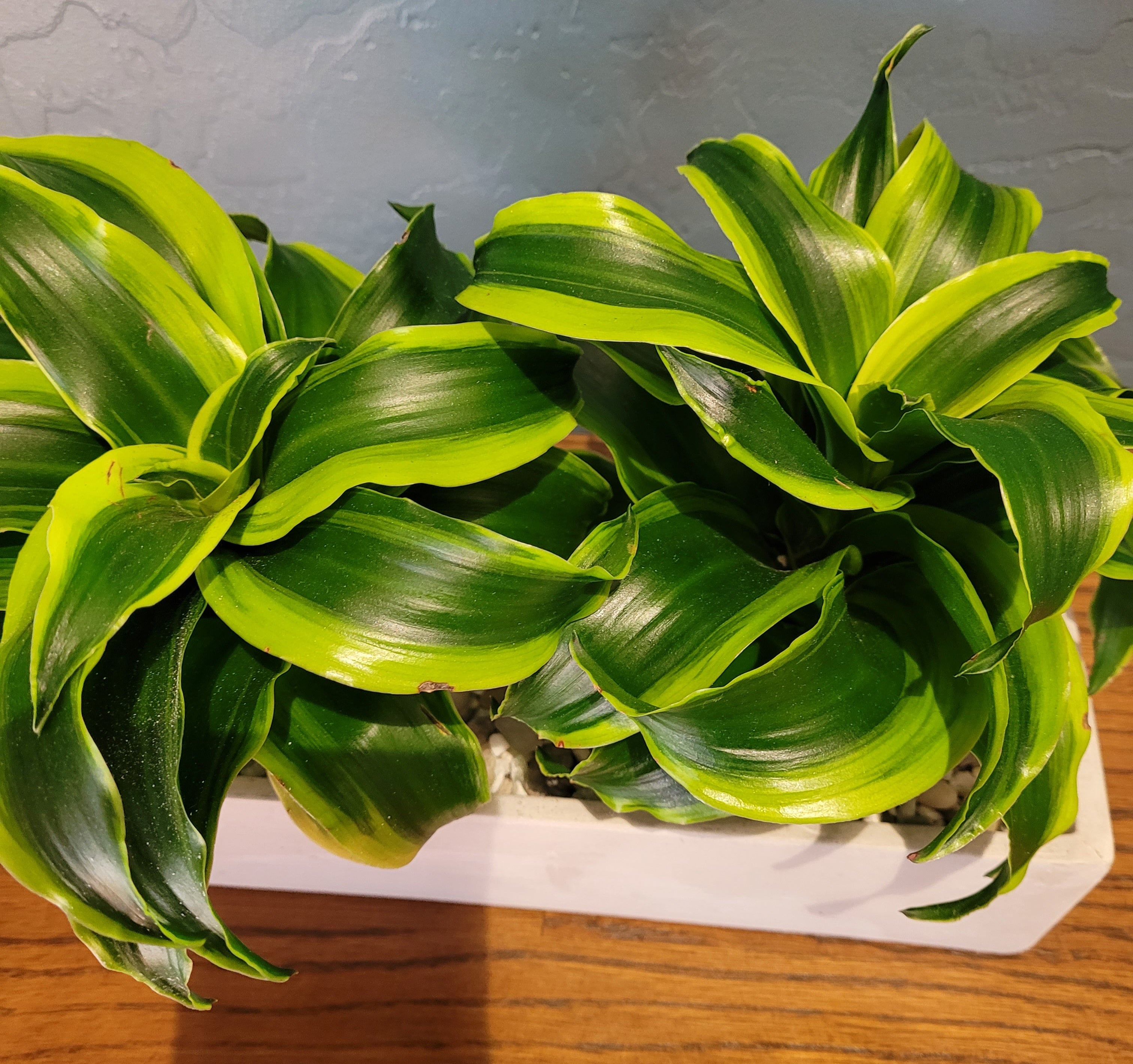 dracaena tornado TORNADO' DRACAENA – Wild Thing Botanicals