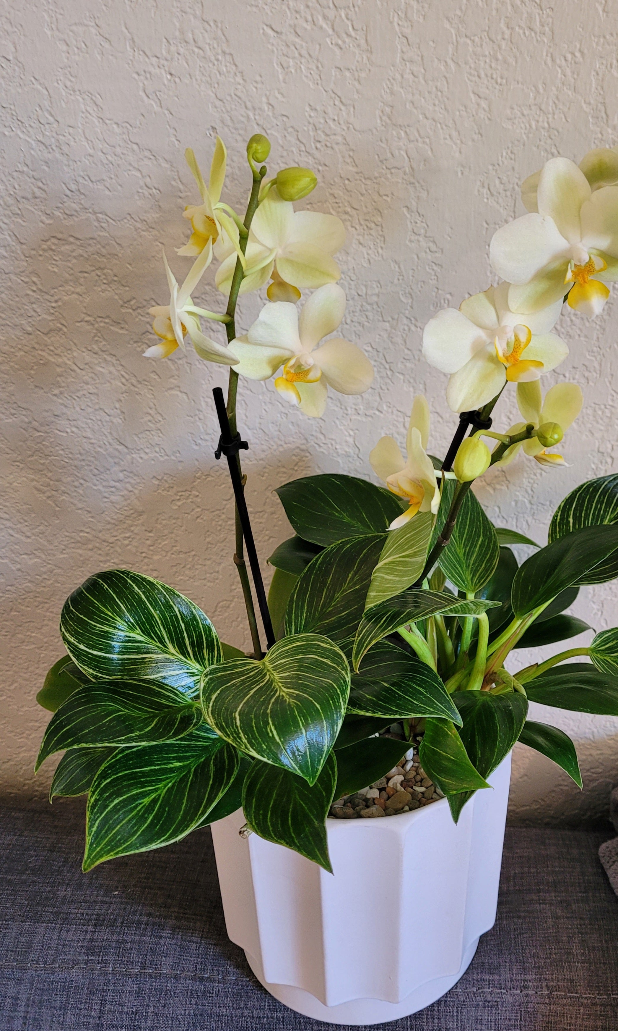 ORCHID & 2 PLANTS IN CERAMIC POT