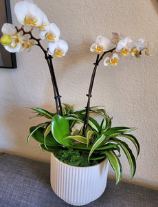 ORCHID & 2 PLANTS IN CERAMIC POT