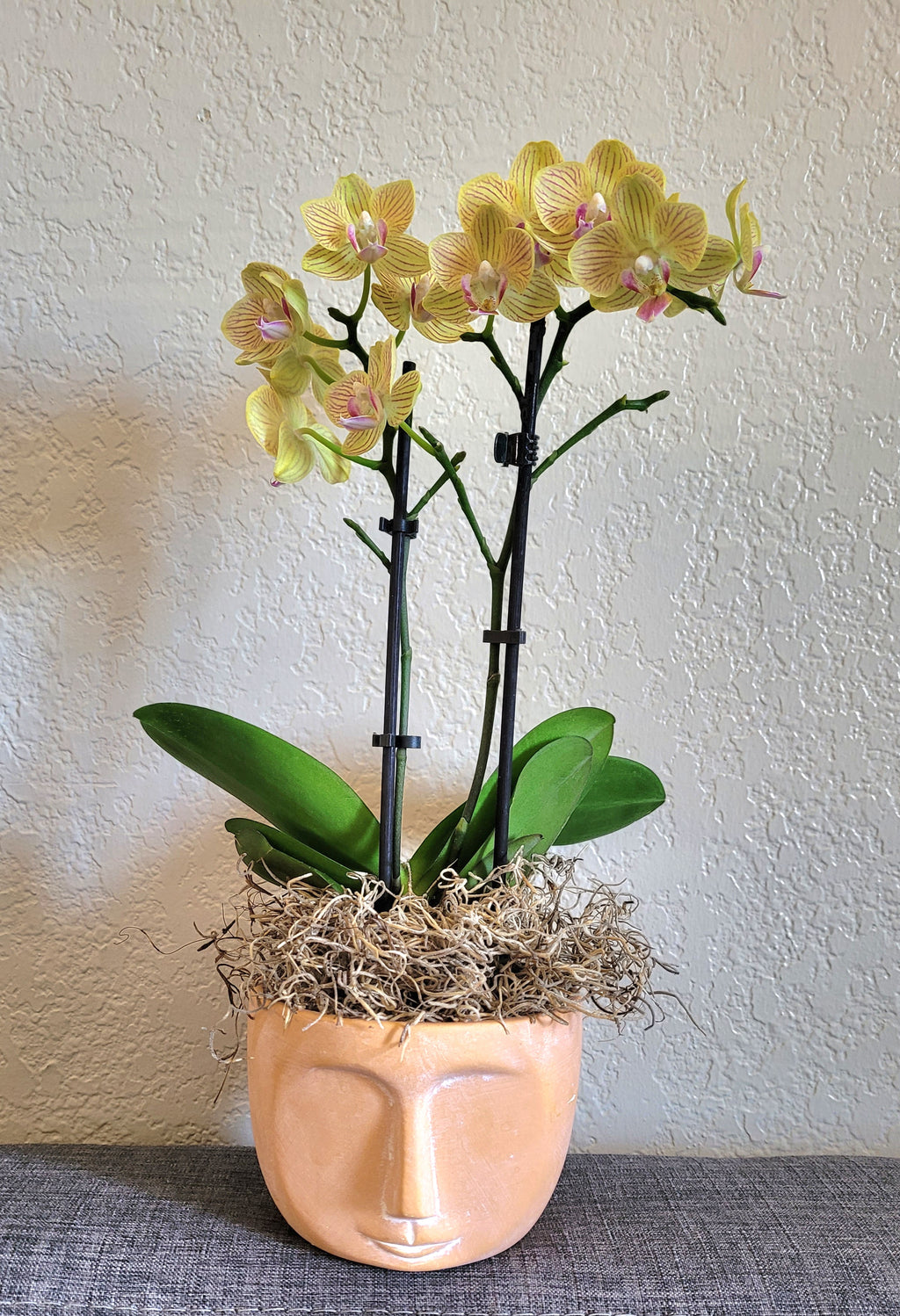 Orchid 'Easter Island'