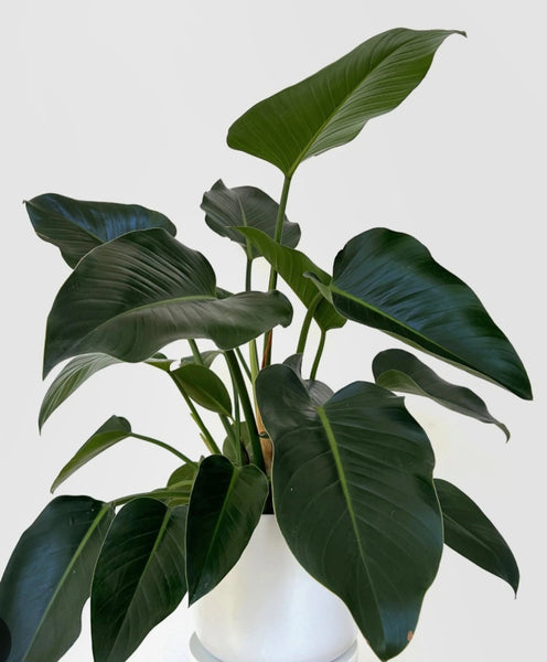 philodendron green congo spacing CONGO' GREEN PHILODENDRON IN CERAMIC POT- LARGE – Wild Thing Botanicals