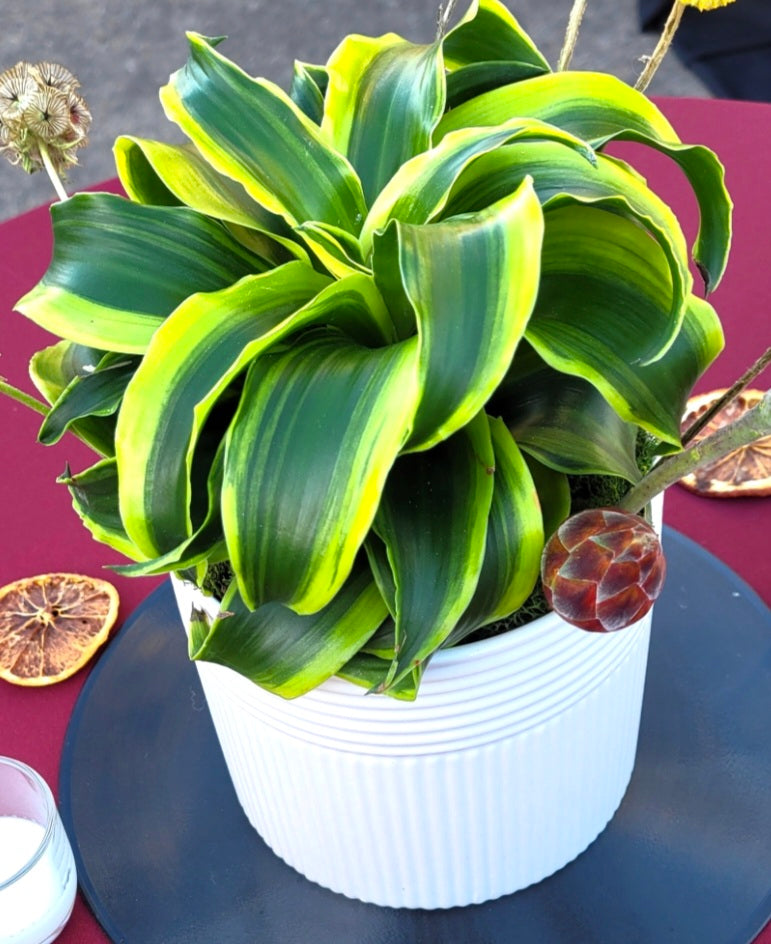 DRACAENA 'TORNADO' in CERAMIC POT