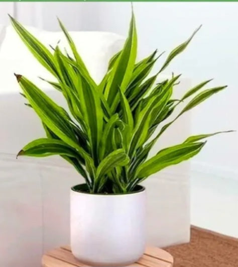 LEMON LIME DRACAENA in CERAMIC POT