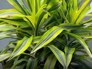 LEMON LIME DRACAENA in CERAMIC POT