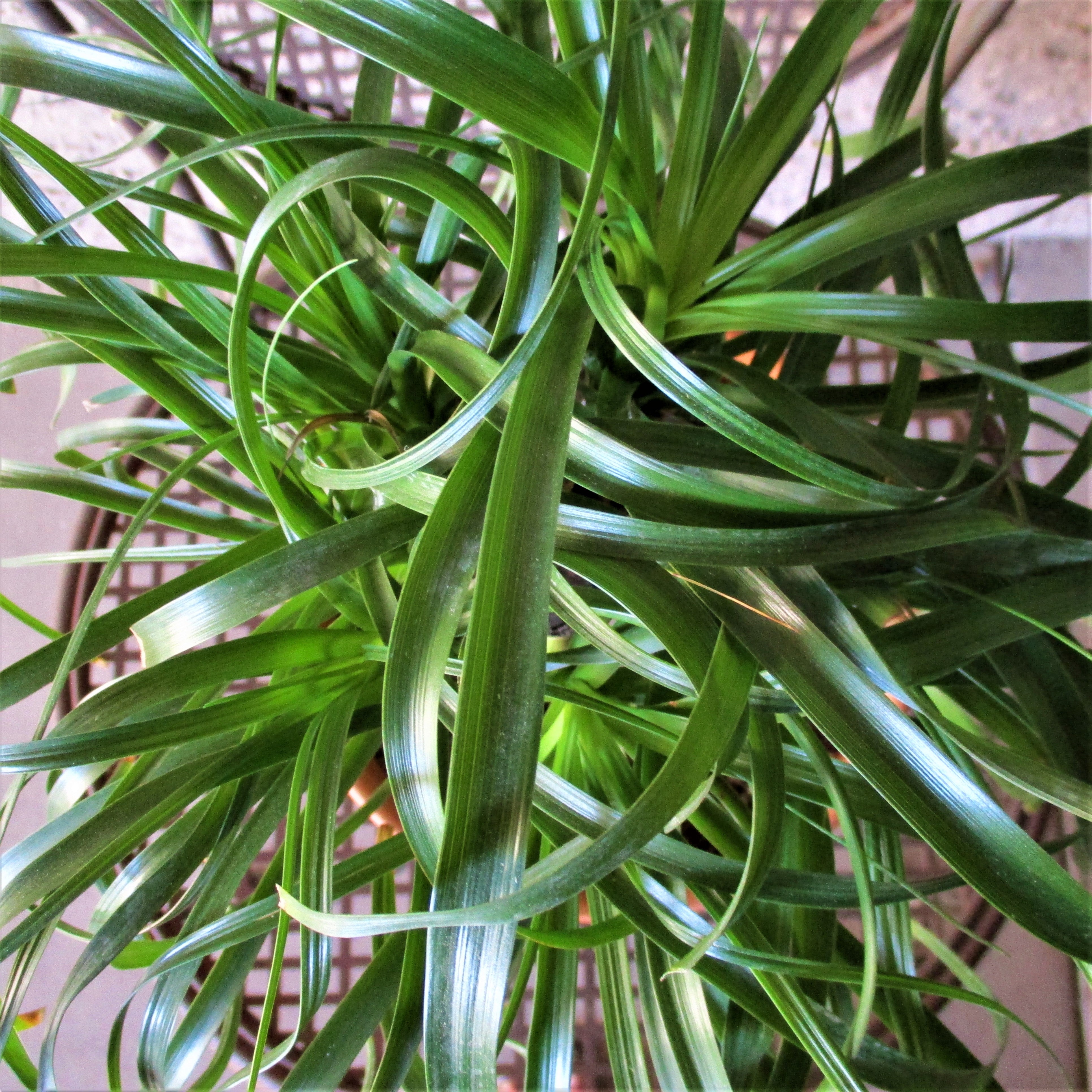 PONYTAIL PALM: CHOICE OF POT