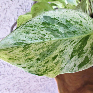 POTHOS MARBLE QUEEN WITH CERAMIC POT: LARGE