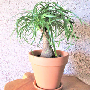 PONYTAIL PALM: CHOICE OF POT