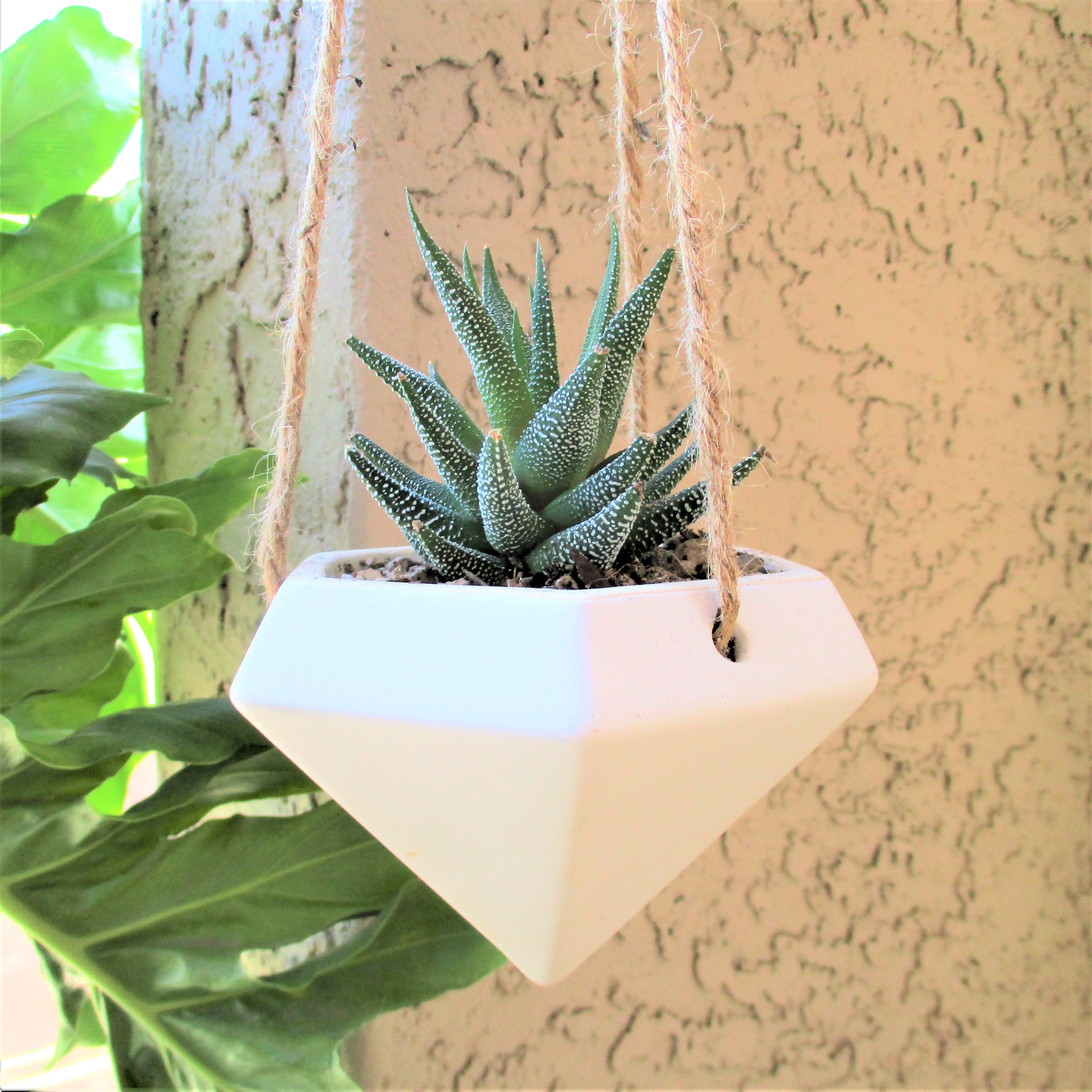 HANGING SUCCULENT