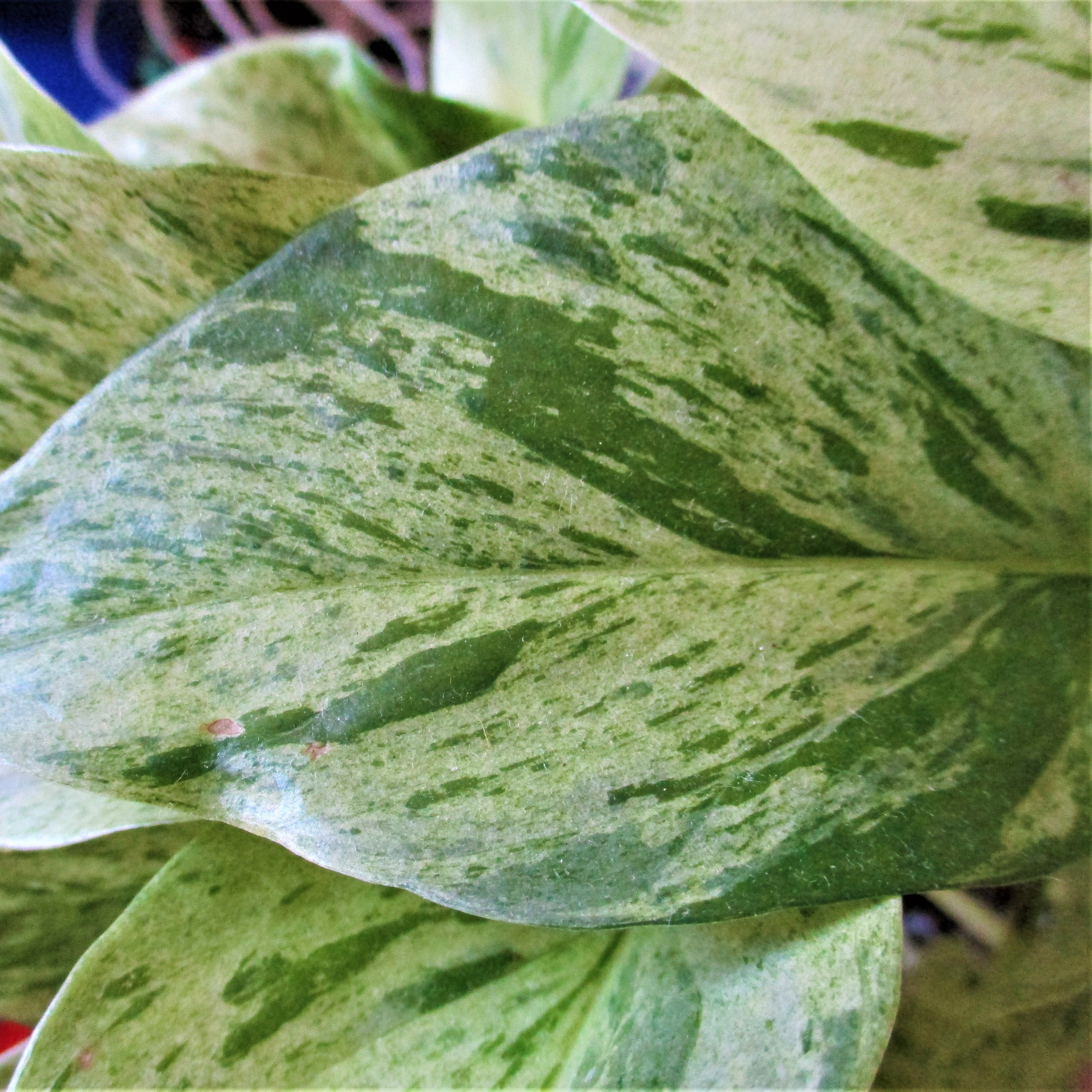 marble queen pothos large POTHOS MARBLE QUEEN WITH CERAMIC POT: LARGE – Wild Thing Botanicals