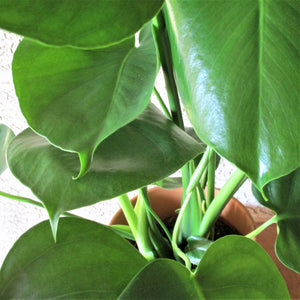 MONSTERA DELICIOSA : SWISS CHEESE PLANT in White Ceramic Pot