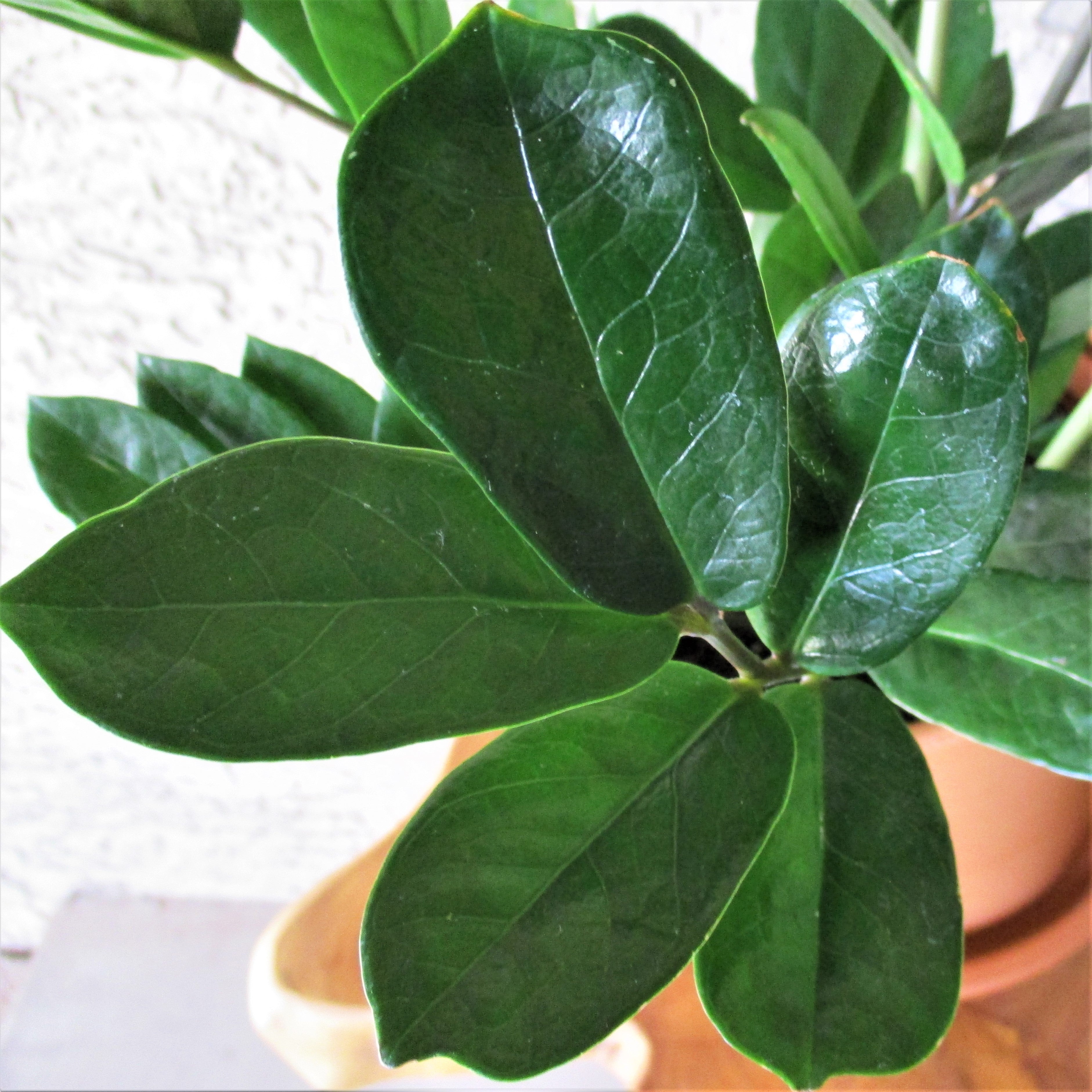 zz plant in ceramic pot ZZ PLANT IN CERAMIC POT – Wild Thing Botanicals