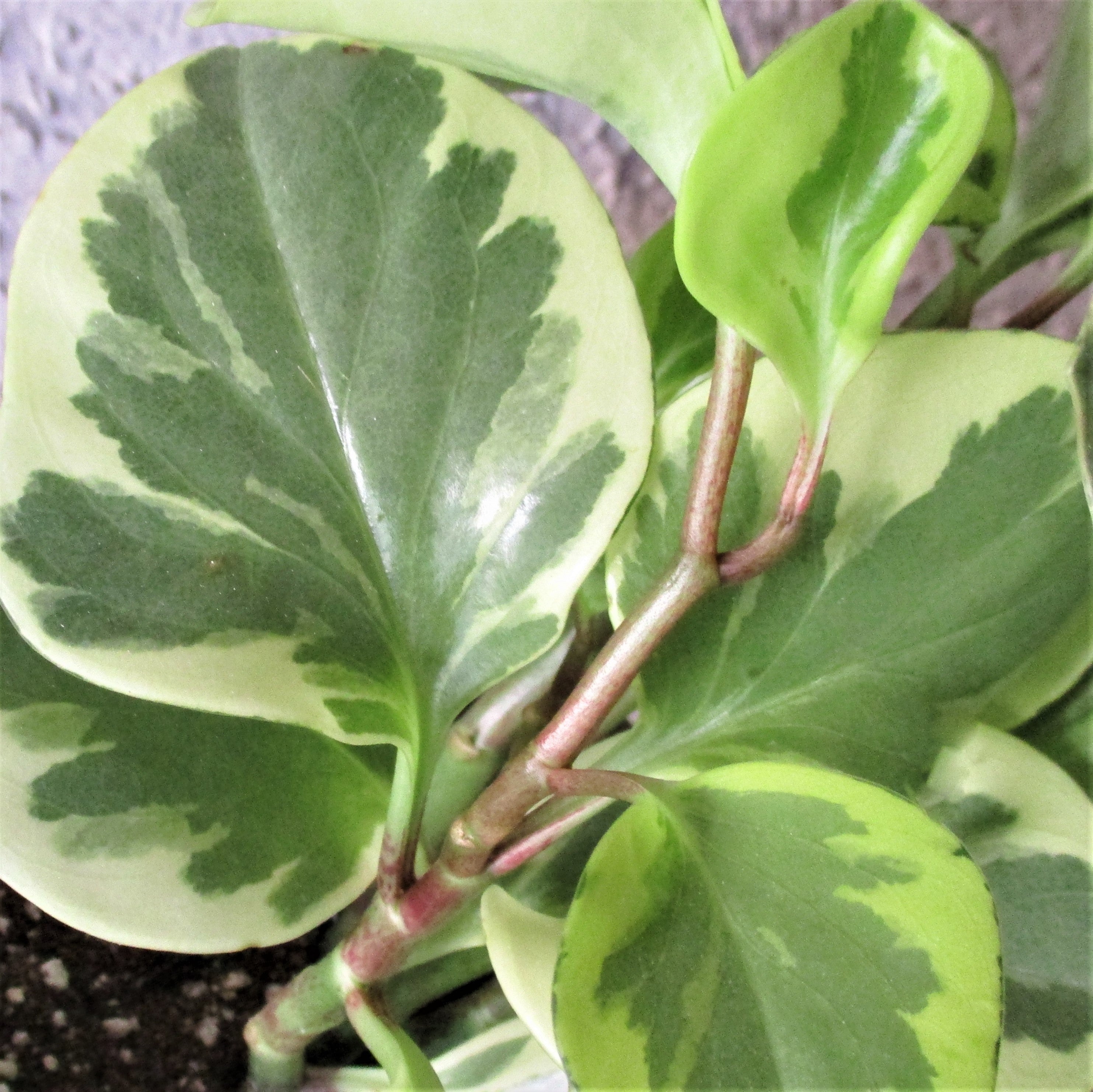 PEPEROMIA OBTSUIFOLIA MARBLE in CERAMIC POT: 4"