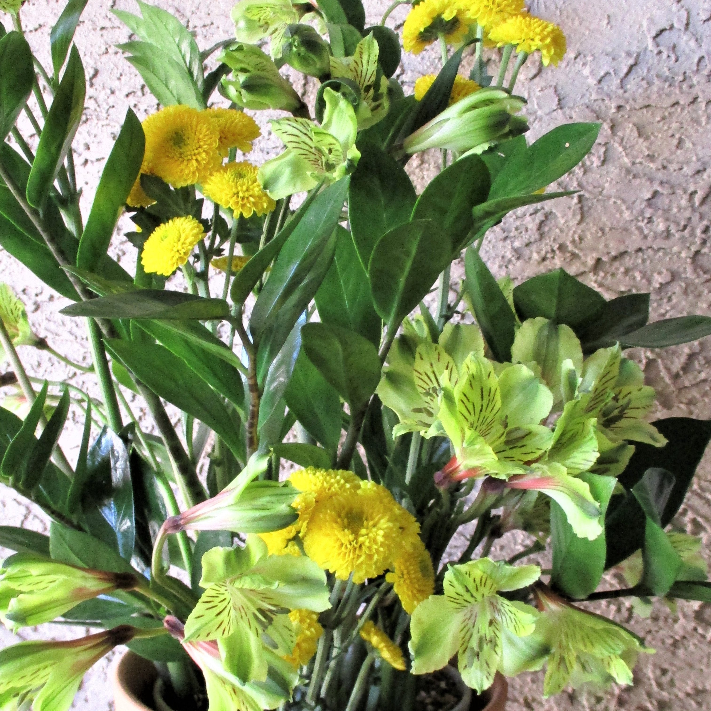 flower zz plant A "POT ET FLEUR" ZZ PLANT CUSTOMER CHOICE OF FLORAL COLOR – Wild Thing Botanicals