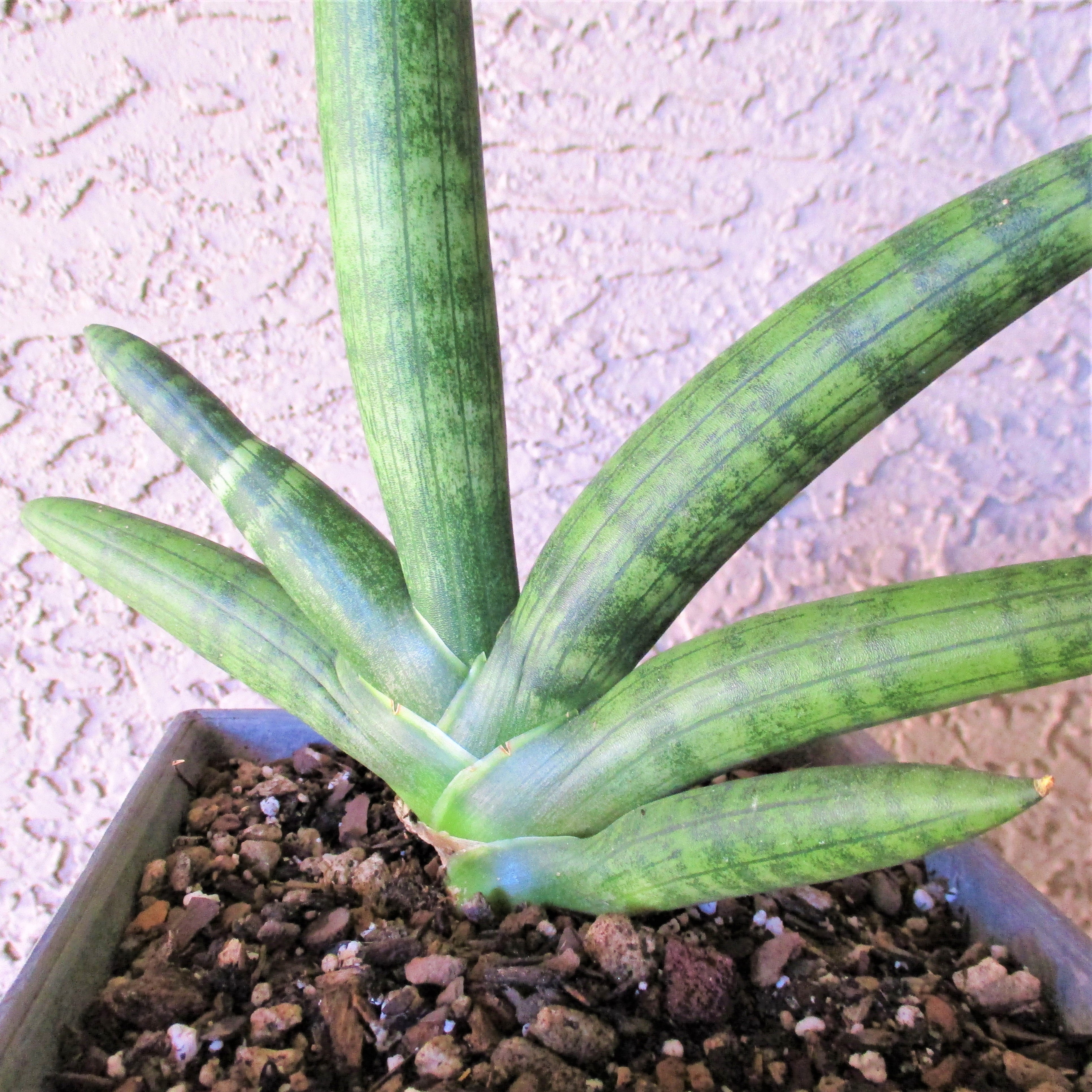 boncel snake plant DRACAENA CYLINDRICA 'BONCEL' Medium – Wild Thing Botanicals