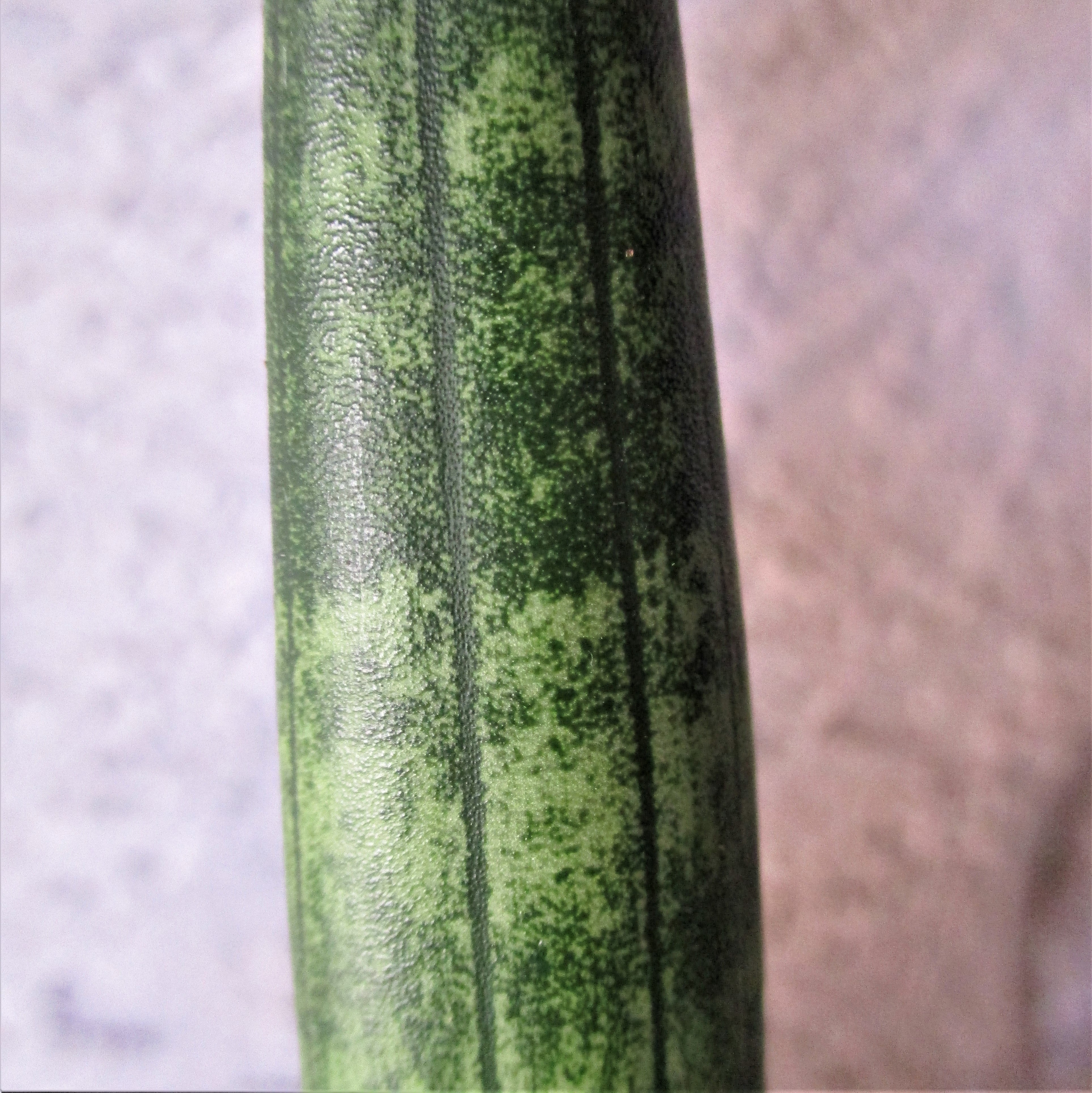 dracaena cylindrica DRACAENA CYLINDRICA 'BONCEL' Medium – Wild Thing Botanicals