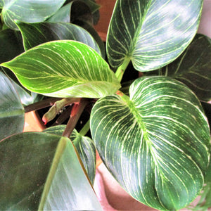 PHILODENDRON BIRKIN IN CERAMIC POT