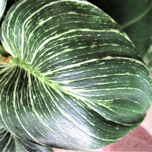 PHILODENDRON BIRKIN IN CERAMIC POT