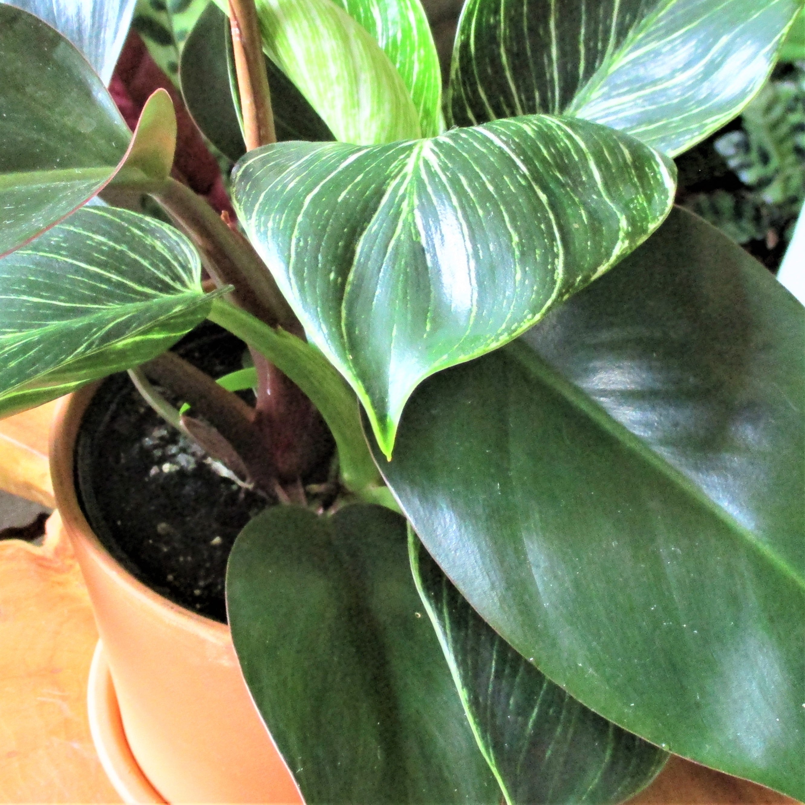 PHILODENDRON BIRKIN IN CERAMIC POT