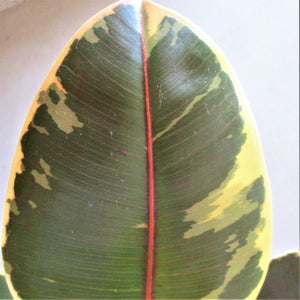 FICUS ELASTICA TINEKE IN CERAMIC POT