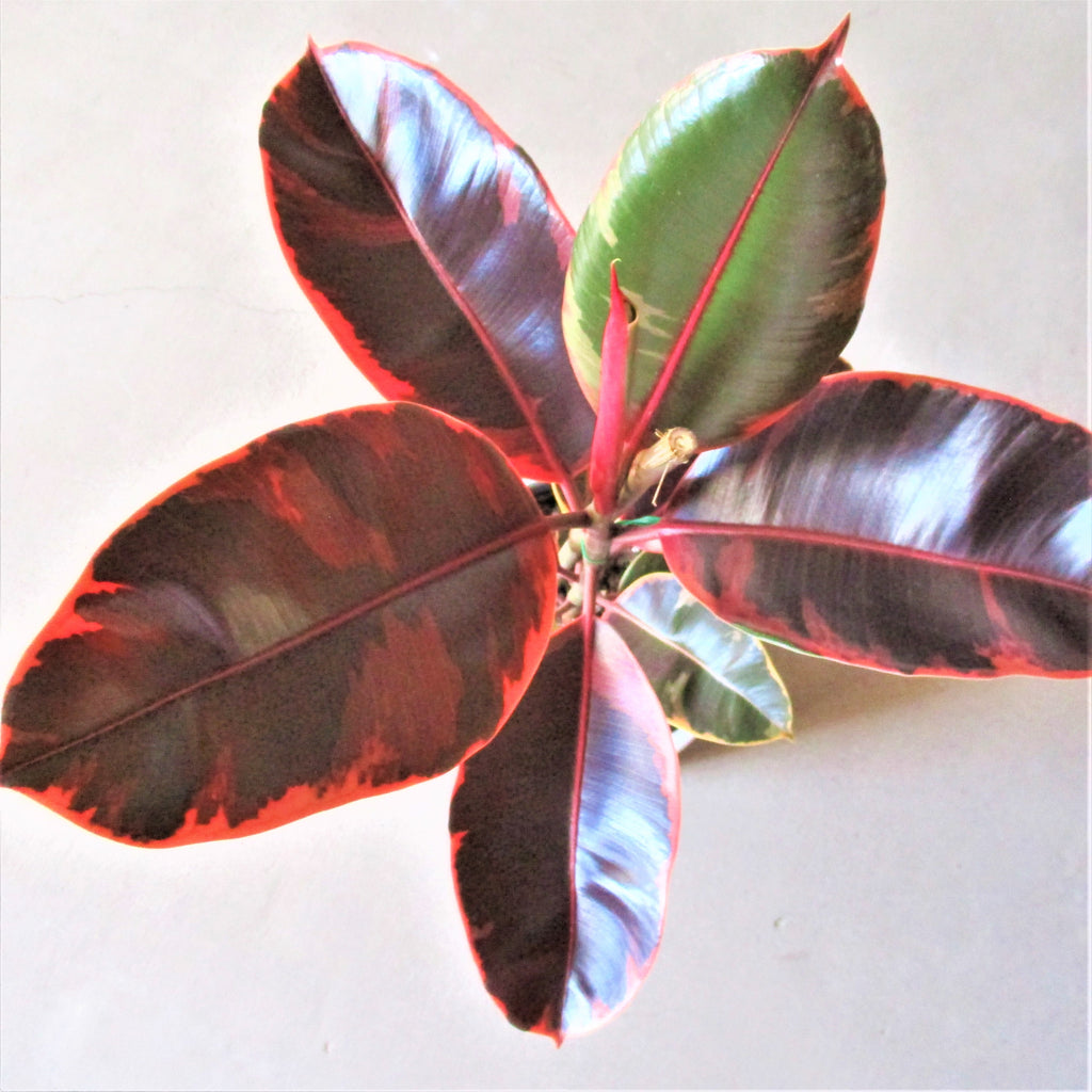 FICUS ELASTICA RUBY IN CERAMIC POT