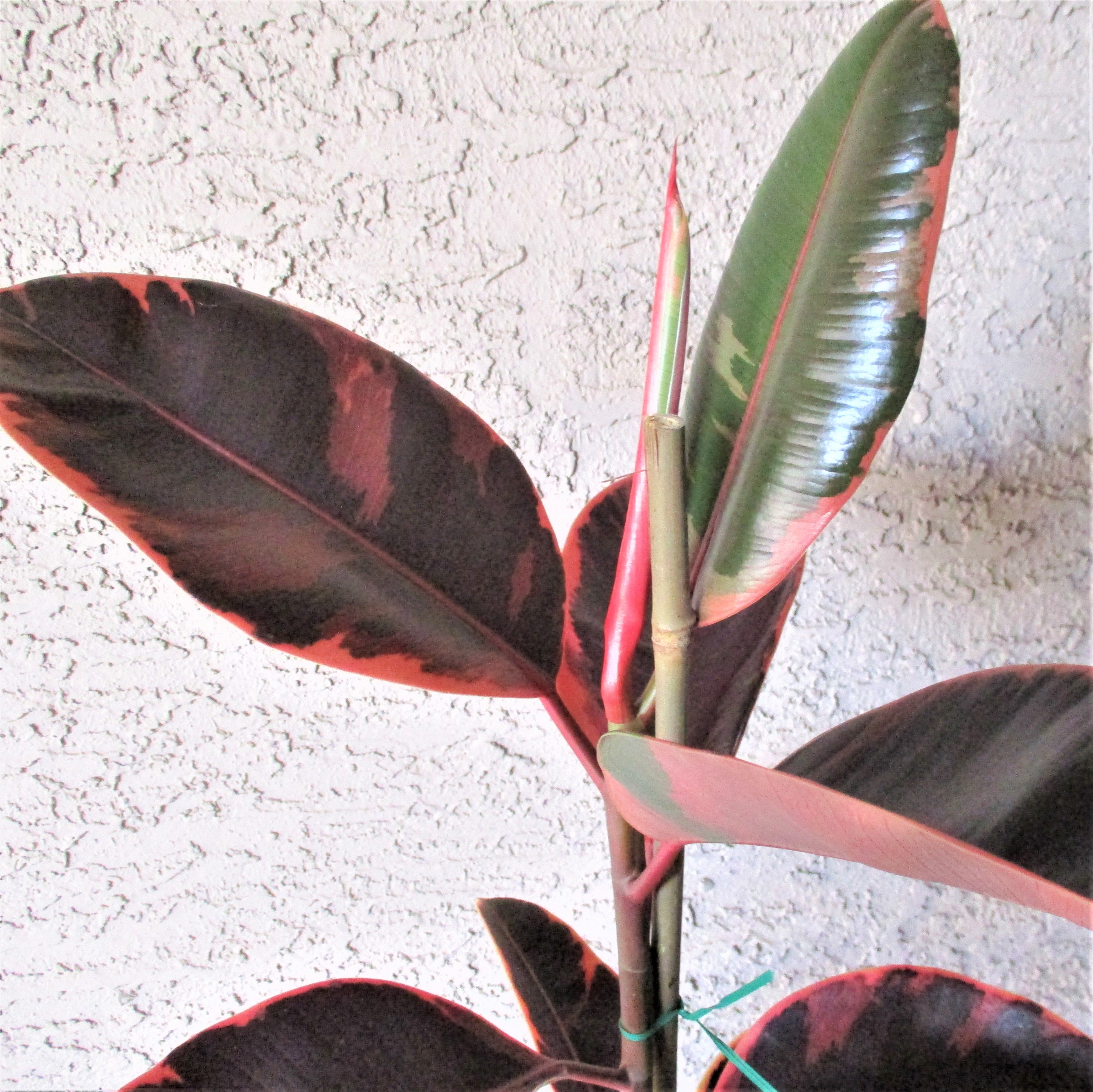 FICUS ELASTICA RUBY IN CERAMIC POT